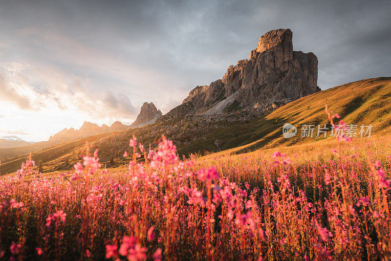 花在Passo Giau, Dolomites，意大利阿尔卑斯山，意大利